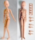 23BD-F01N 23cmオビツボディ オビツ製作所/Obitsu Body/23BD-F01N 23cmオビツボディ
